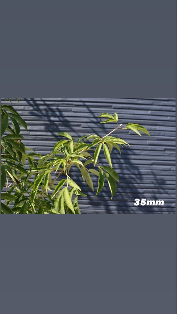 Nikon d5100 レンズ2こセット