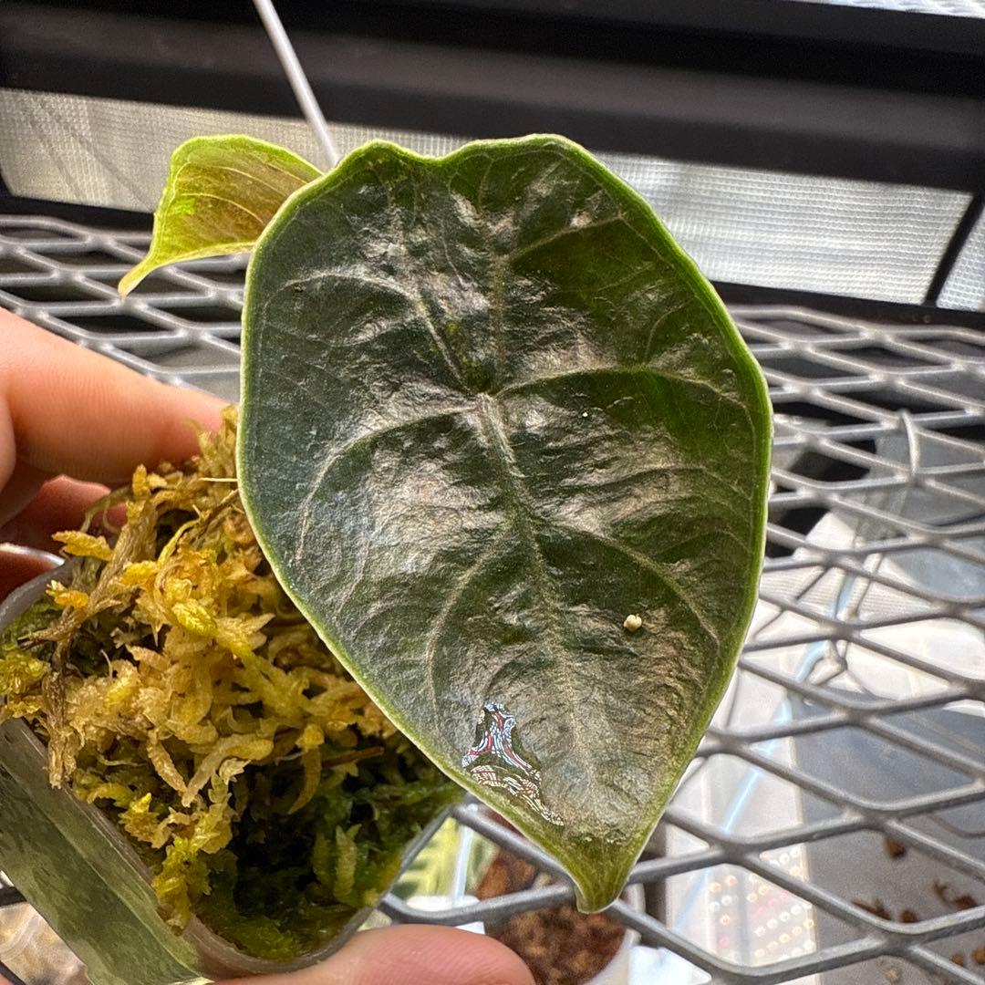 (*@様 希少 アロカシア アズラニー オーレア