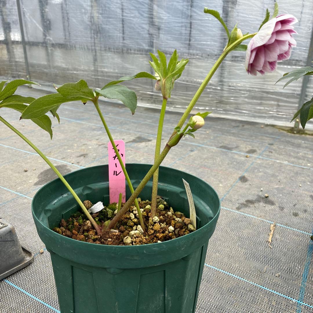 クリスマスローズ　シャガール　加藤農園　6寸　整形　綺麗