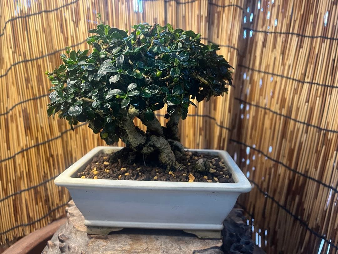 ✨✨✨フクマンギ【◎福万木】検/実物盆栽♪セール♪