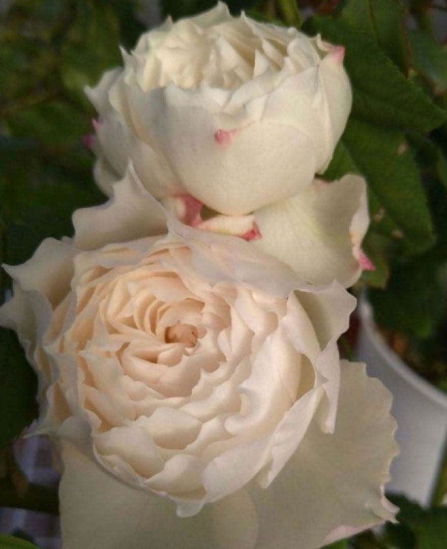 バラ苗　購入前にコメント￼