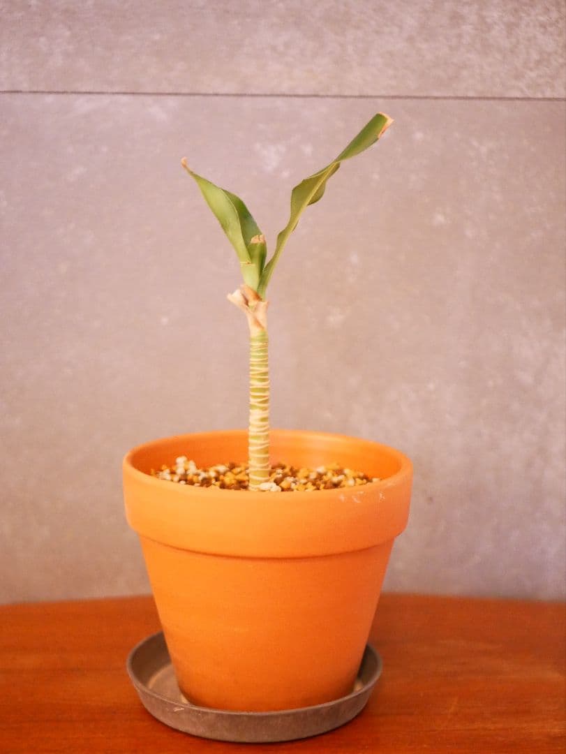 LUMIX G ミラーレス一眼カメラ レンズ2本付き　DC-GF9W