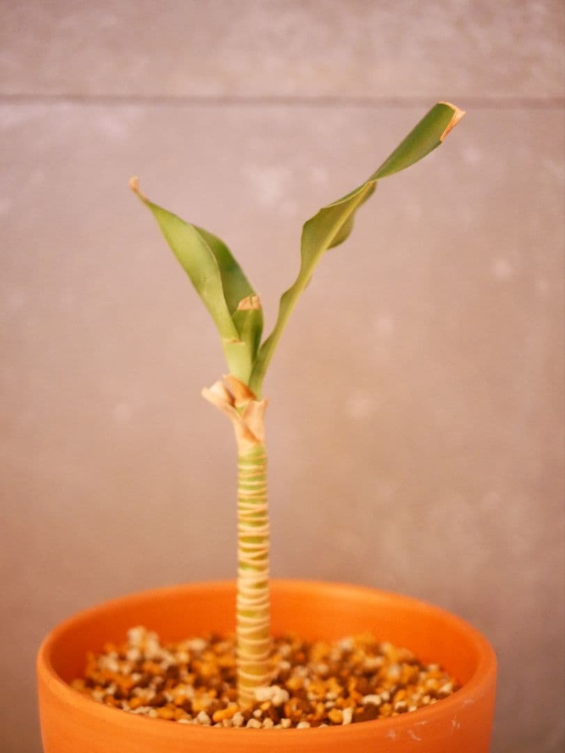 LUMIX G ミラーレス一眼カメラ レンズ2本付き　DC-GF9W