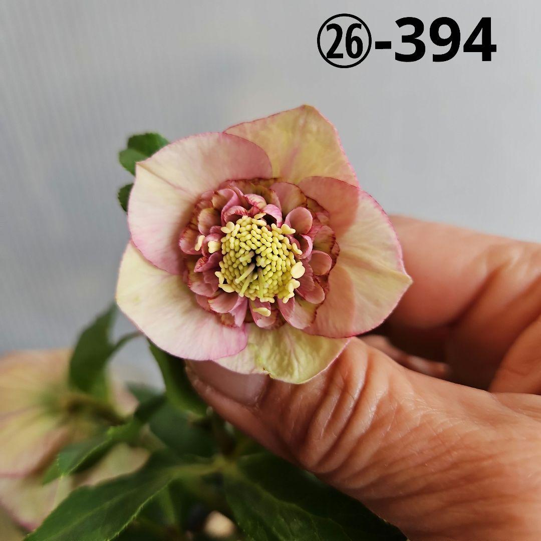 ★Orange様ご購入苗㉖-394㉖-227 ㉖-402㉖-409苗