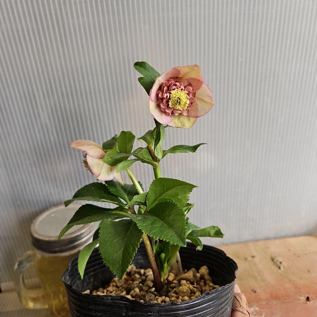 ★Orange様ご購入苗㉖-394㉖-227 ㉖-402㉖-409苗