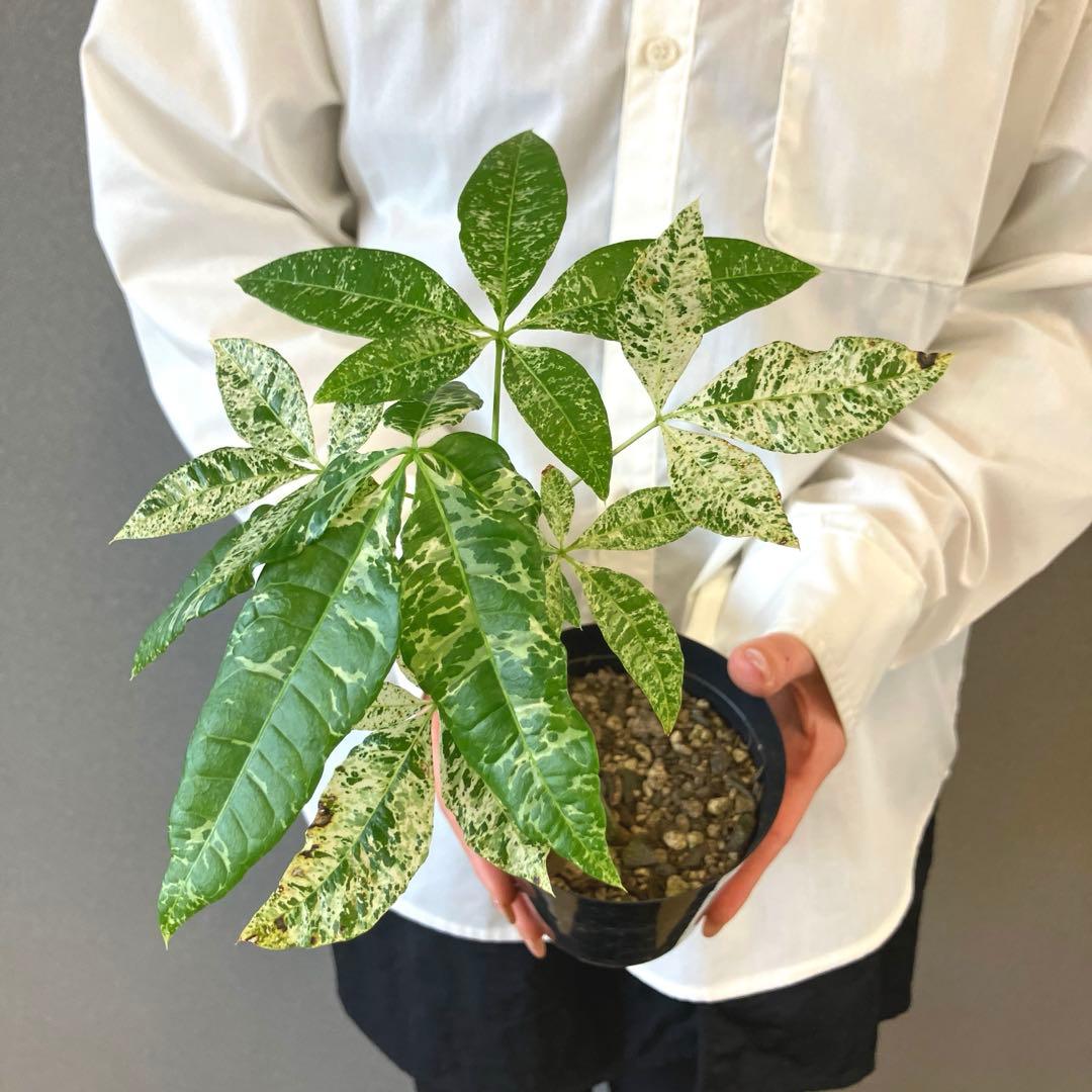 超希少❗️国産❗️パキラ　ミルキーウェイ　実生✨