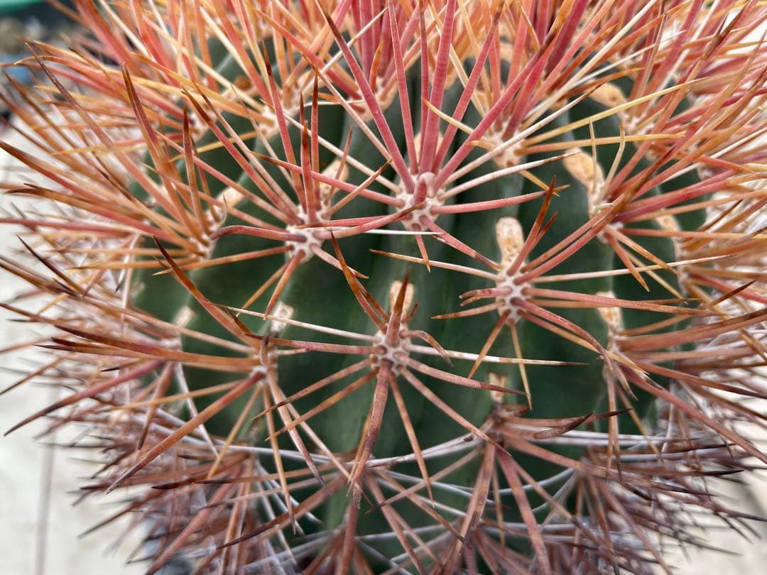 サボテン フェロカクタス 貴重 赤棘金冠竜 ハイブリッド 古株 巨大株