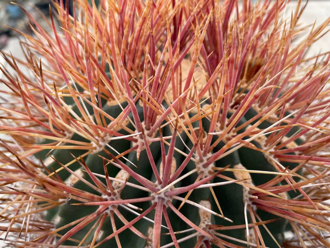 サボテン フェロカクタス 貴重 赤棘金冠竜 ハイブリッド 古株 巨大株
