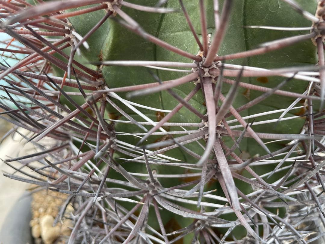 サボテン フェロカクタス 貴重 赤棘金冠竜 ハイブリッド 古株 巨大株