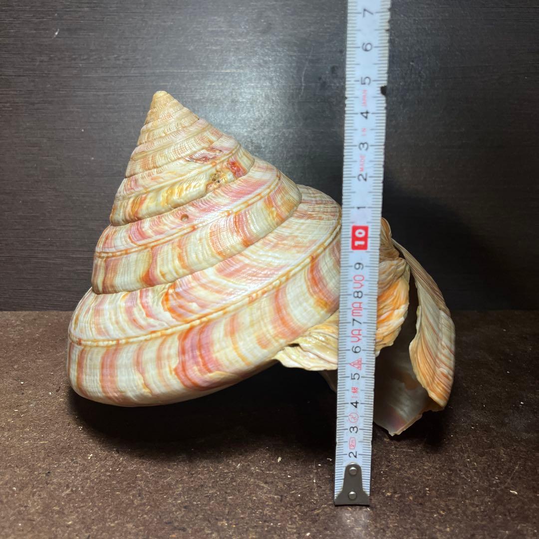 ケ*キ様 激レア　美品　東シナ海産　リュウグウオキナエビス