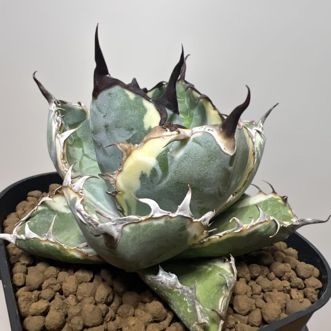 アガベ 鉢植発送 ＢＢ錦 斑入り 極上血統 希少株 スペシャル個体 超特選株