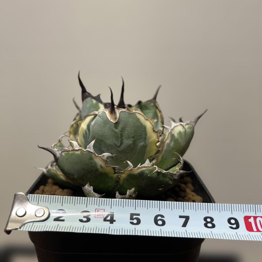 アガベ 鉢植発送 ＢＢ錦 斑入り 極上血統 希少株 スペシャル個体 超特選株