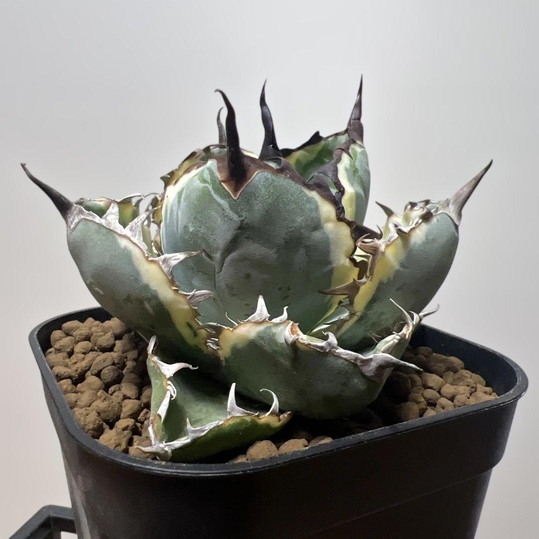 アガベ 鉢植発送 ＢＢ錦 斑入り 極上血統 希少株 スペシャル個体 超特選株