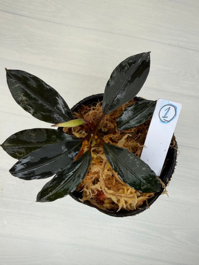 紫*ン様 ⭐︎ブセファランドラ モトレィアーナ黒青赤軸絶品個体①パダワン　根伏せ