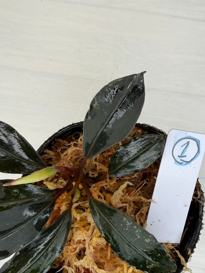 紫*ン様 ⭐︎ブセファランドラ モトレィアーナ黒青赤軸絶品個体①パダワン　根伏せ