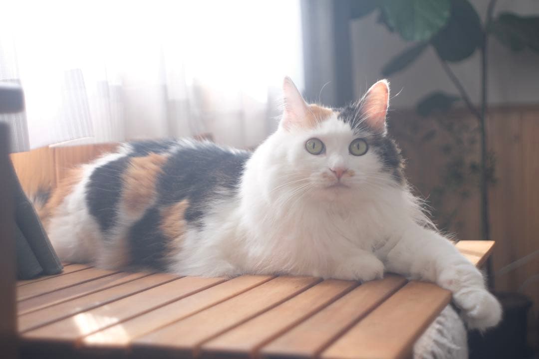 お値引OK★作例あり★Jena Flektogon 35mm f2.8 m42