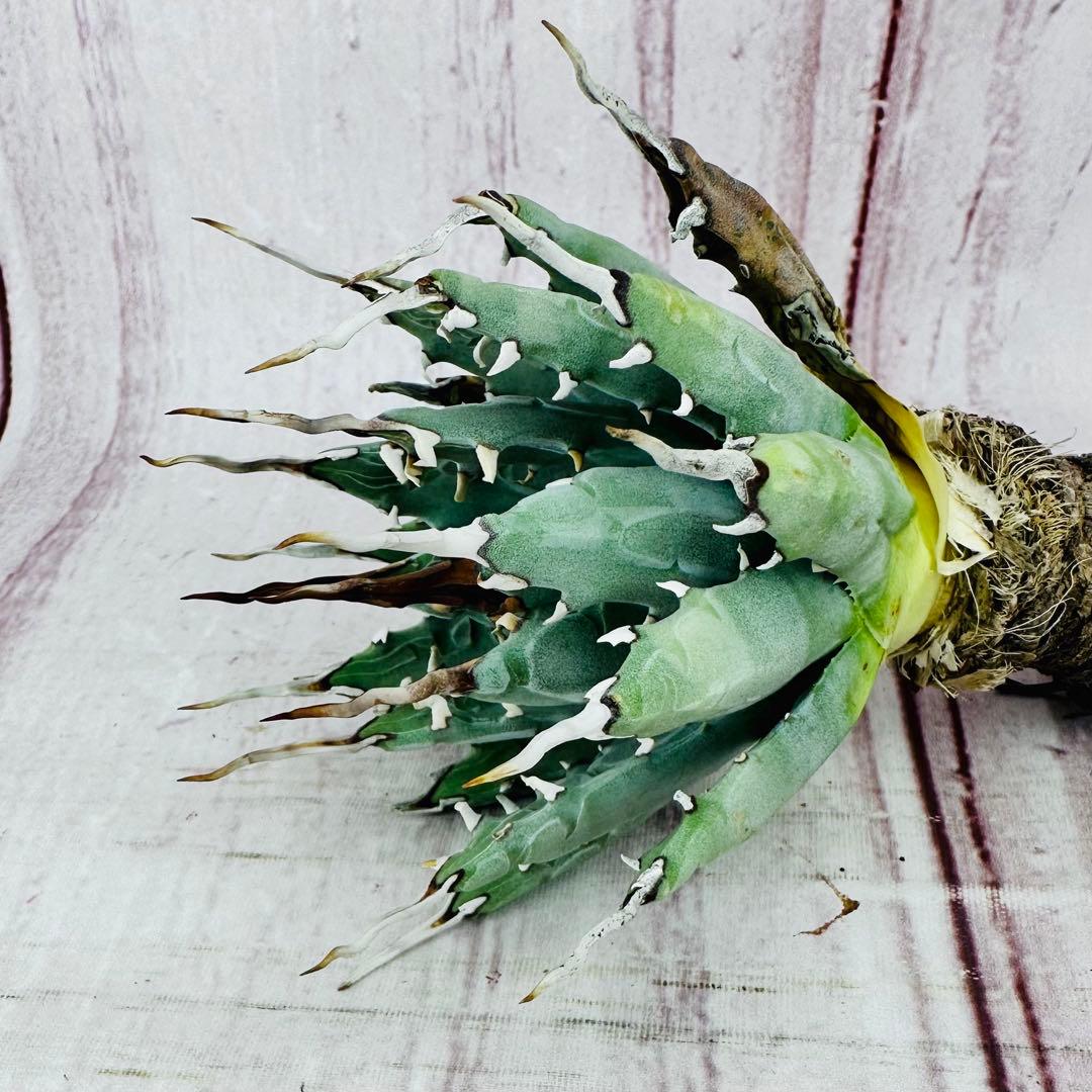 128 アガベ ユタエンシス エボリスピナ