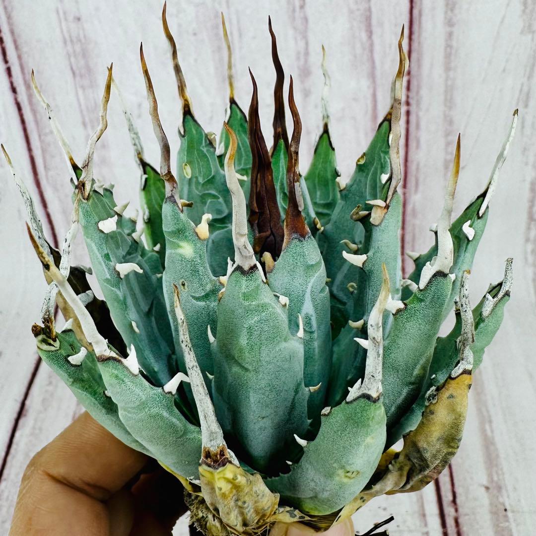 128 アガベ ユタエンシス エボリスピナ