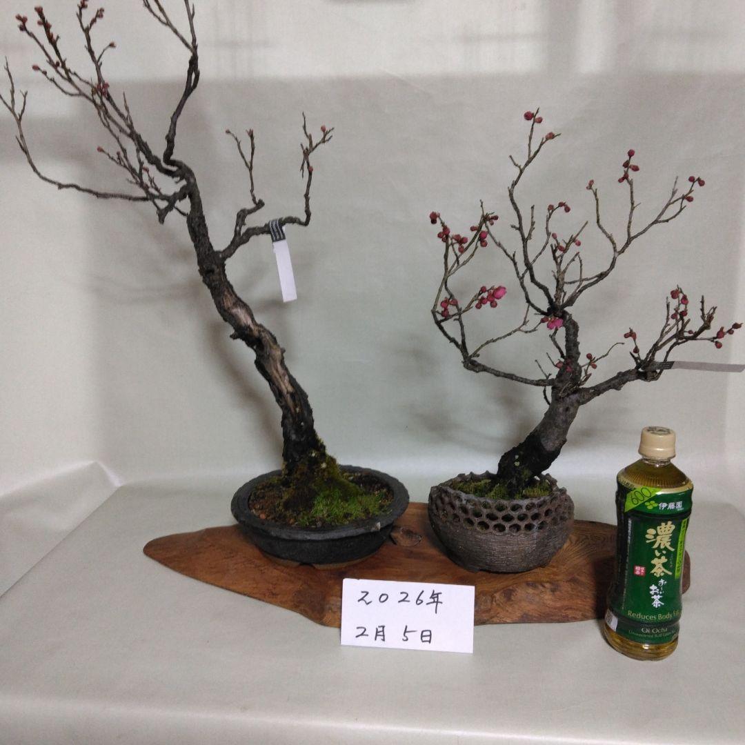 紅白梅盆栽セット黒松盆栽、五葉松盆栽、しんぱく盆栽、赤松盆栽 野梅盆栽
