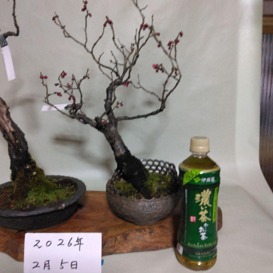 紅白梅盆栽セット黒松盆栽、五葉松盆栽、しんぱく盆栽、赤松盆栽 野梅盆栽