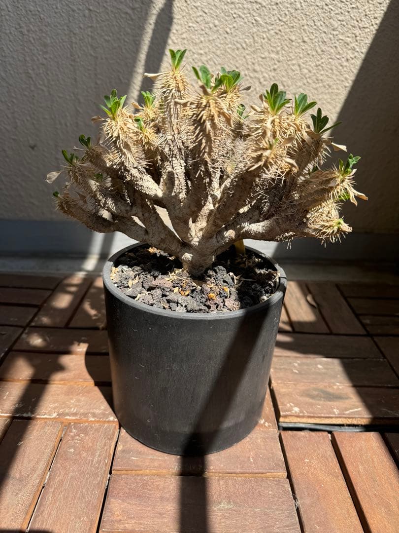 ギラウミニアナ　現地球　発根5年　塊根植物 黒鉢付き