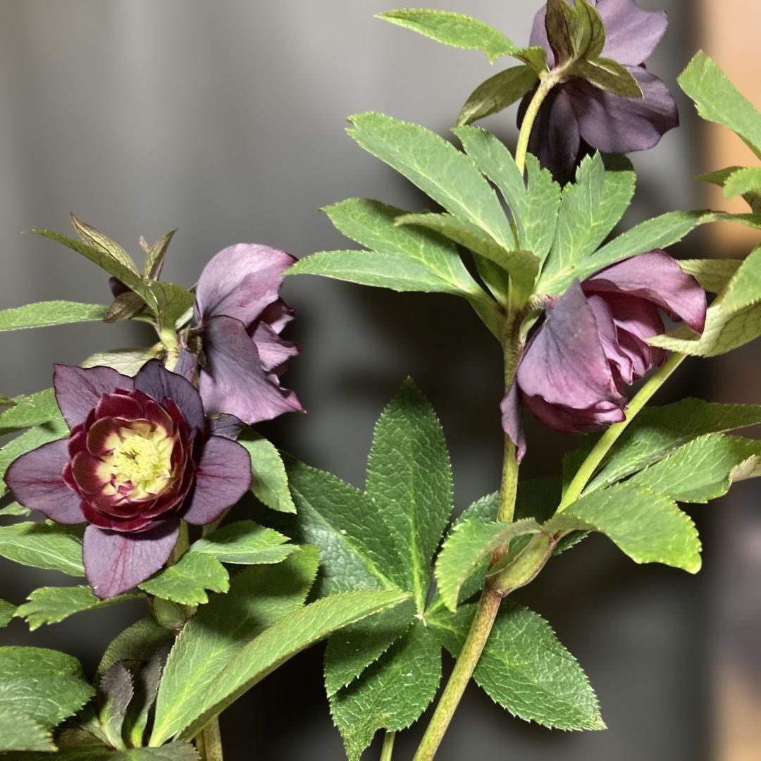 クリスマスローズ雅 八重咲き 紫