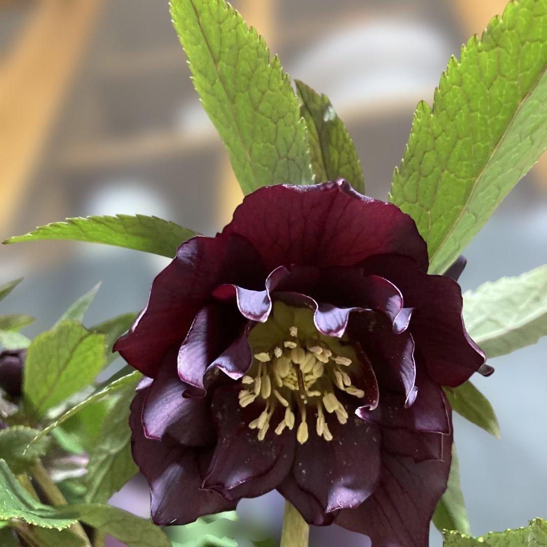 クリスマスローズ雅 八重咲き 紫