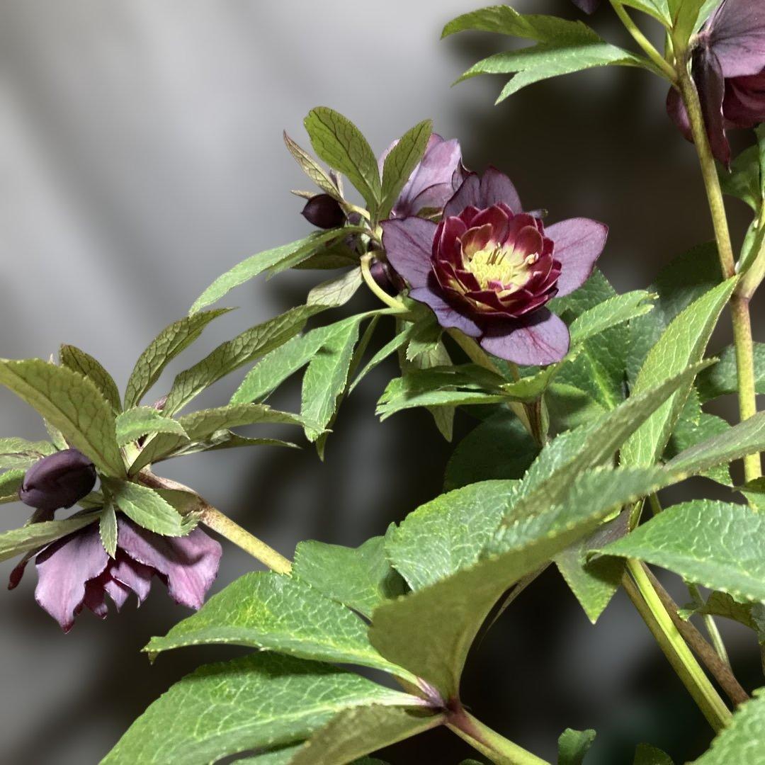 クリスマスローズ雅 八重咲き 紫