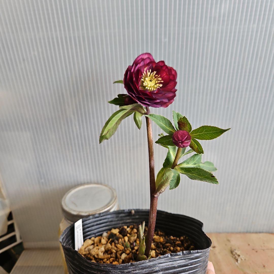 ★のぶさん様ご購入苗㉖-306㉖-313㉖-350クリスマスローズ