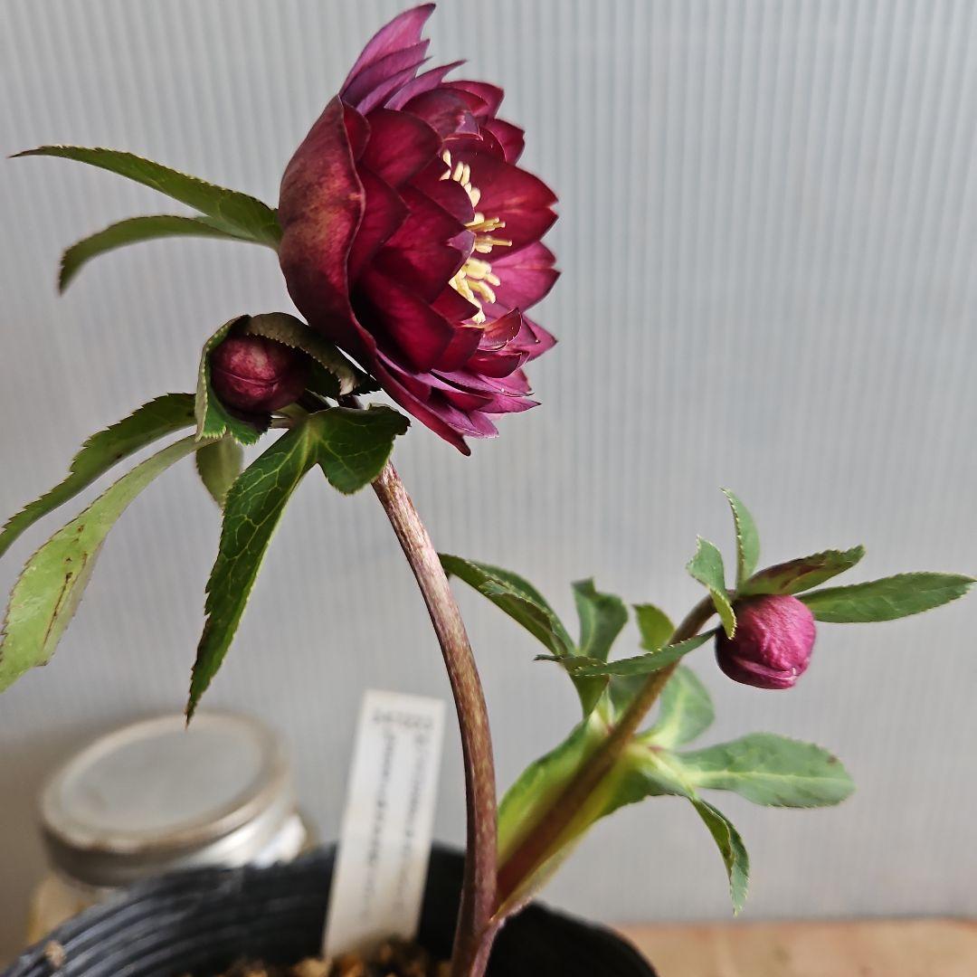 ★のぶさん様ご購入苗㉖-306㉖-313㉖-350クリスマスローズ