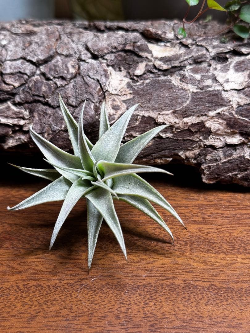 ながいながいながい