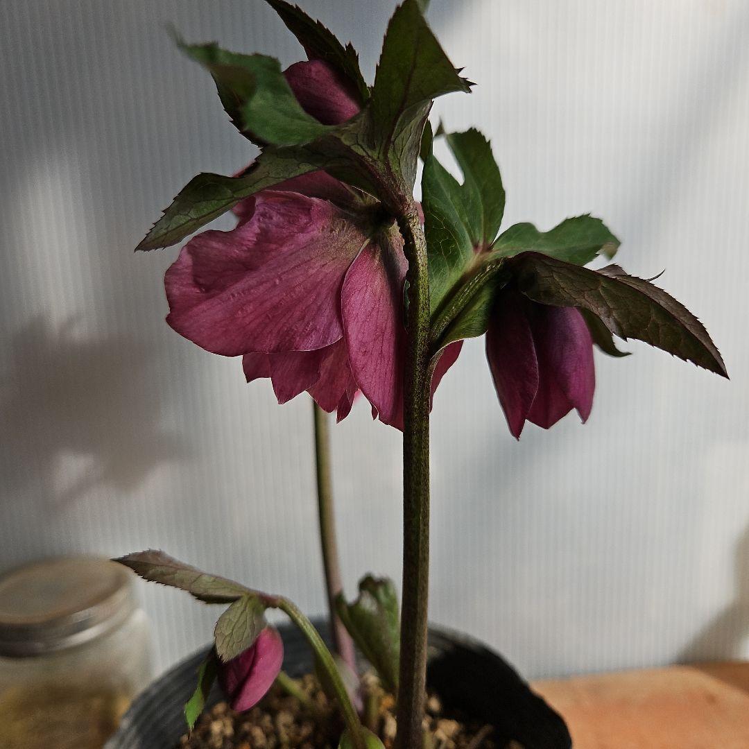 ✿㉖-137クリスマスローズ