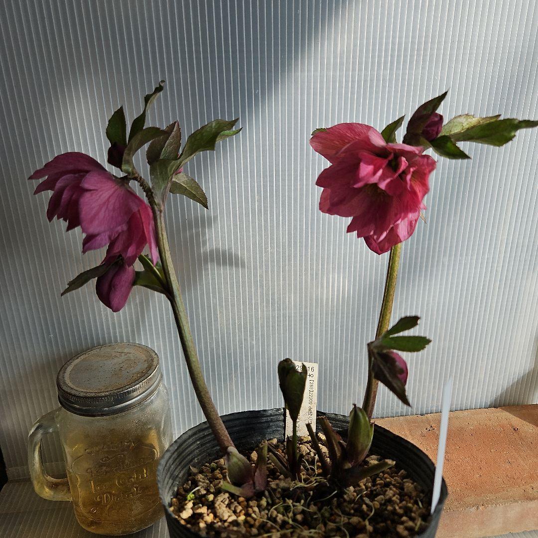 ✿㉖-137クリスマスローズ