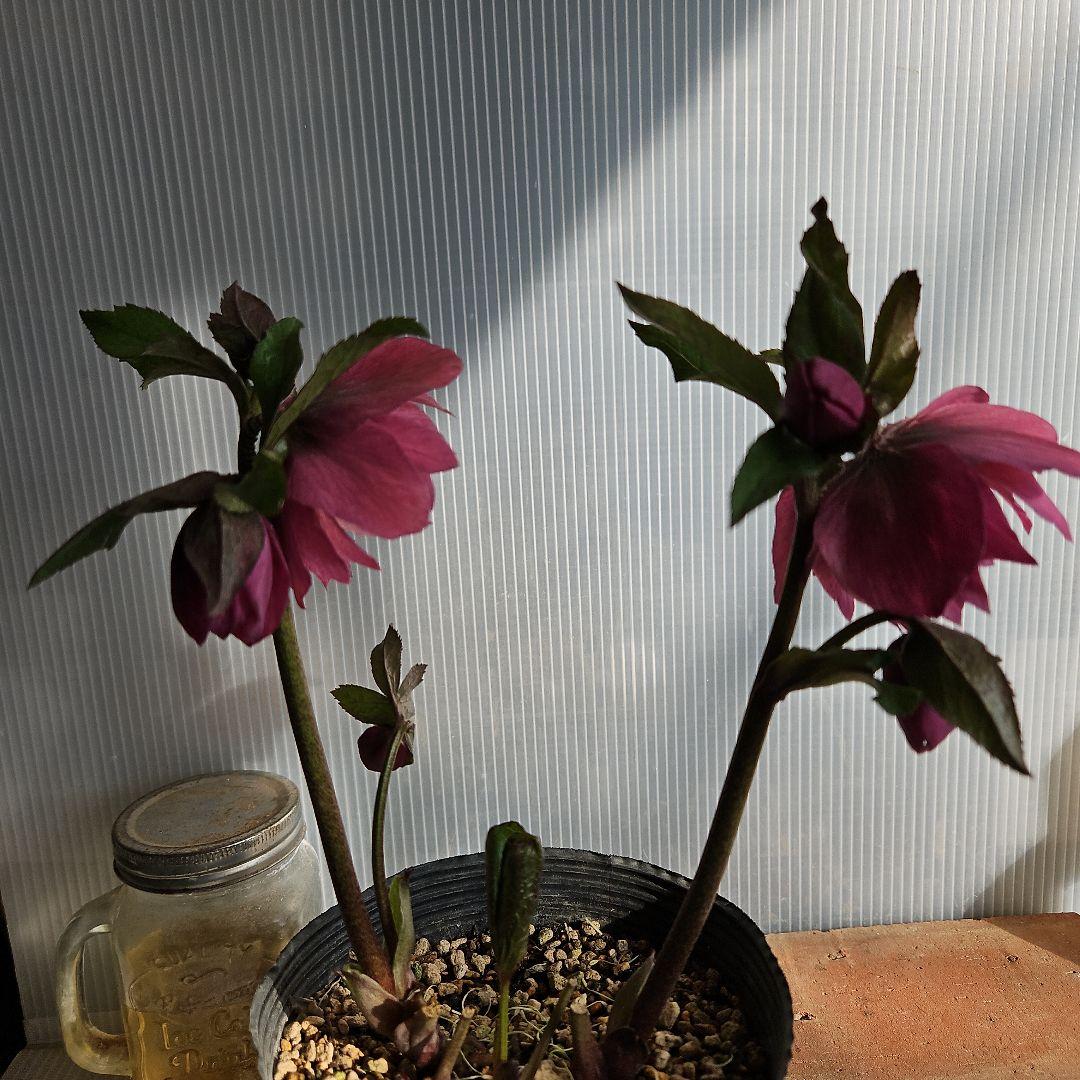 ✿㉖-137クリスマスローズ