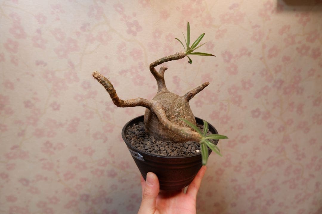 パキポディウム・グラキリス　現地球