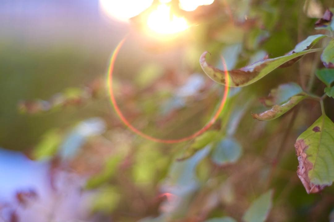 Super Takumar 55mm f1.8 綺麗なフレア