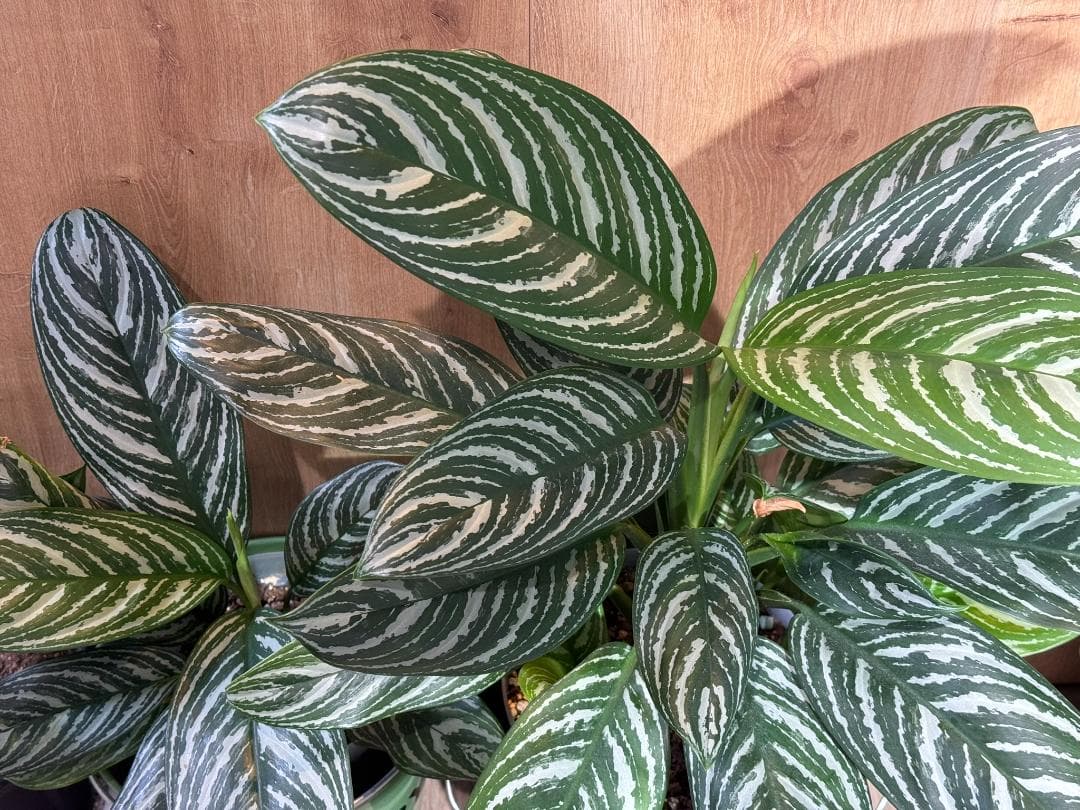 アグラオネマ 二ティドゥーム カーティシー 管理番号0011