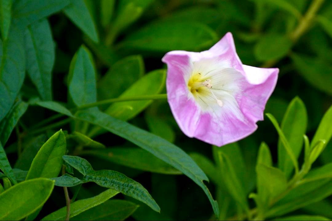 【完動品】SIGMA 70-300mm 4-5.6 APO DG Kマウント