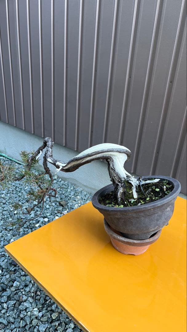 杜松　盆栽　素材