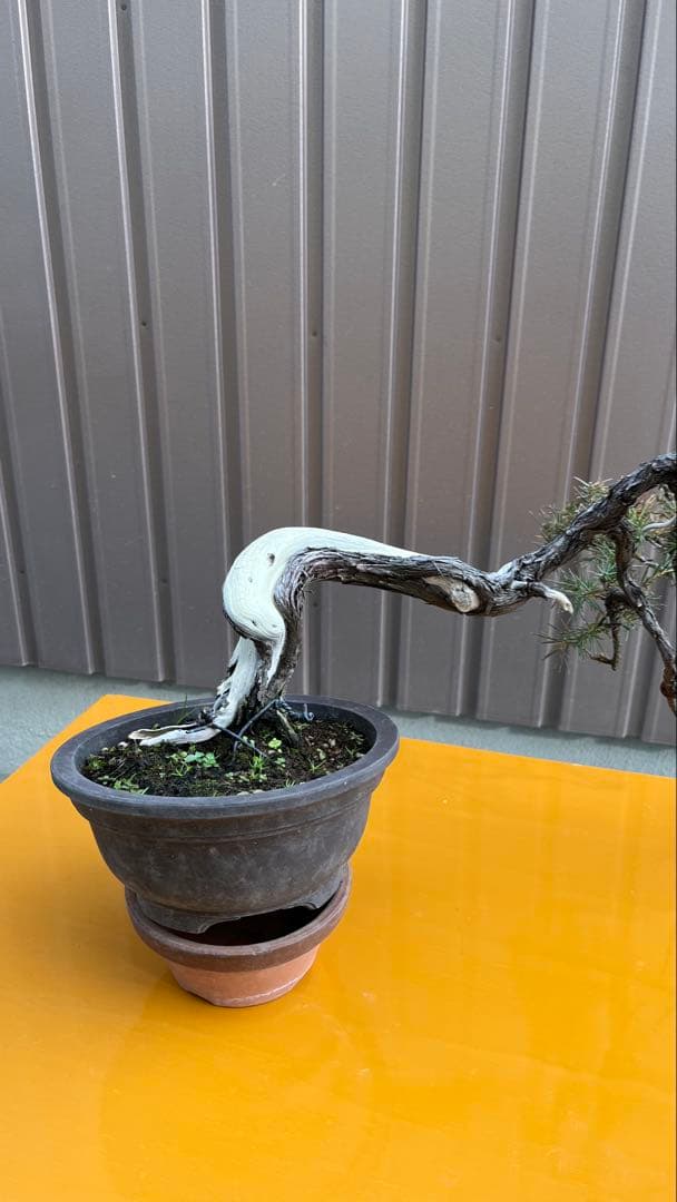 杜松　盆栽　素材