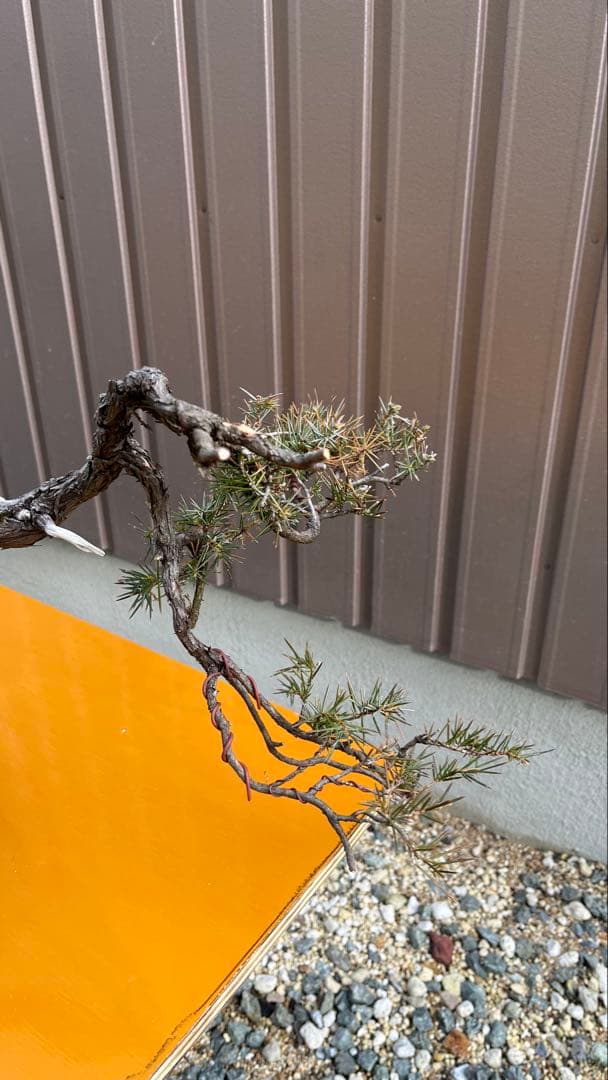 杜松　盆栽　素材