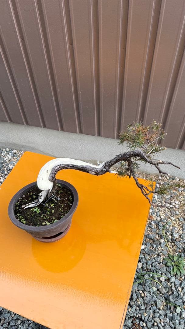 杜松　盆栽　素材