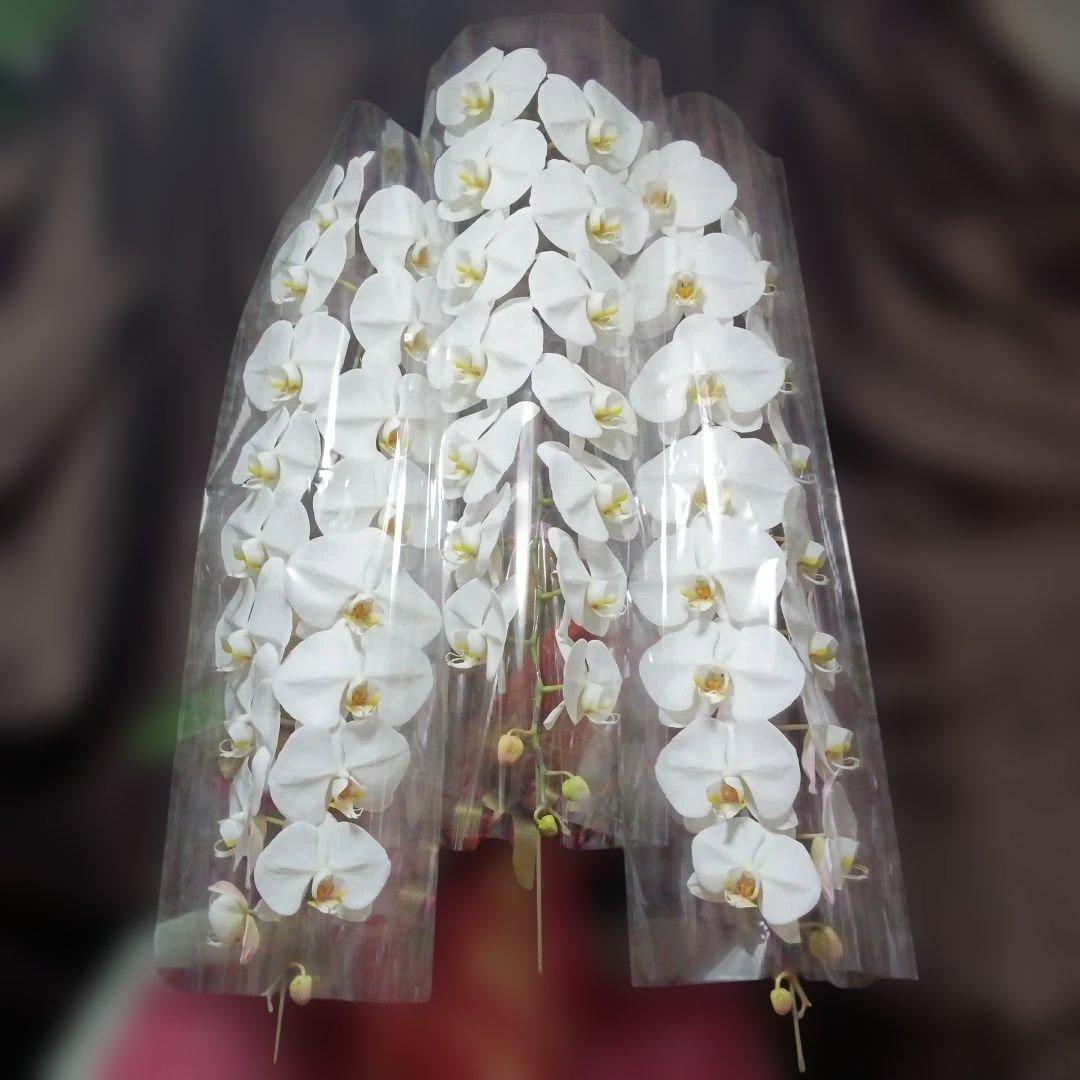 胡蝶蘭　生花　ロング