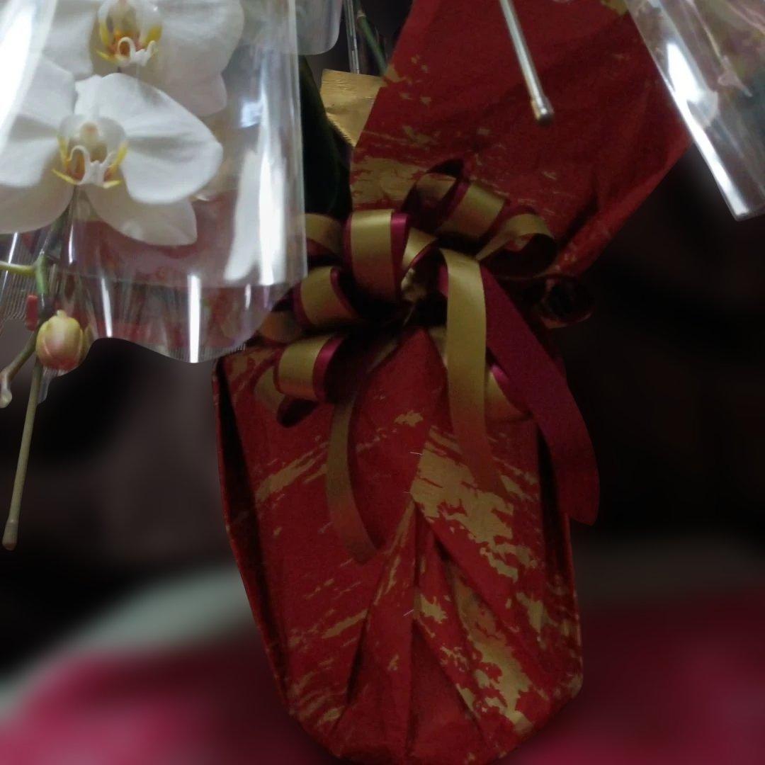 胡蝶蘭　生花　ロング