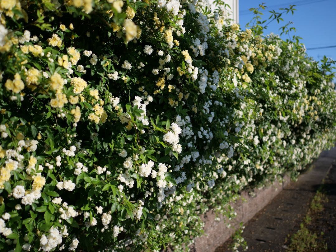 lumix g9, panasonic leicaレンズセット