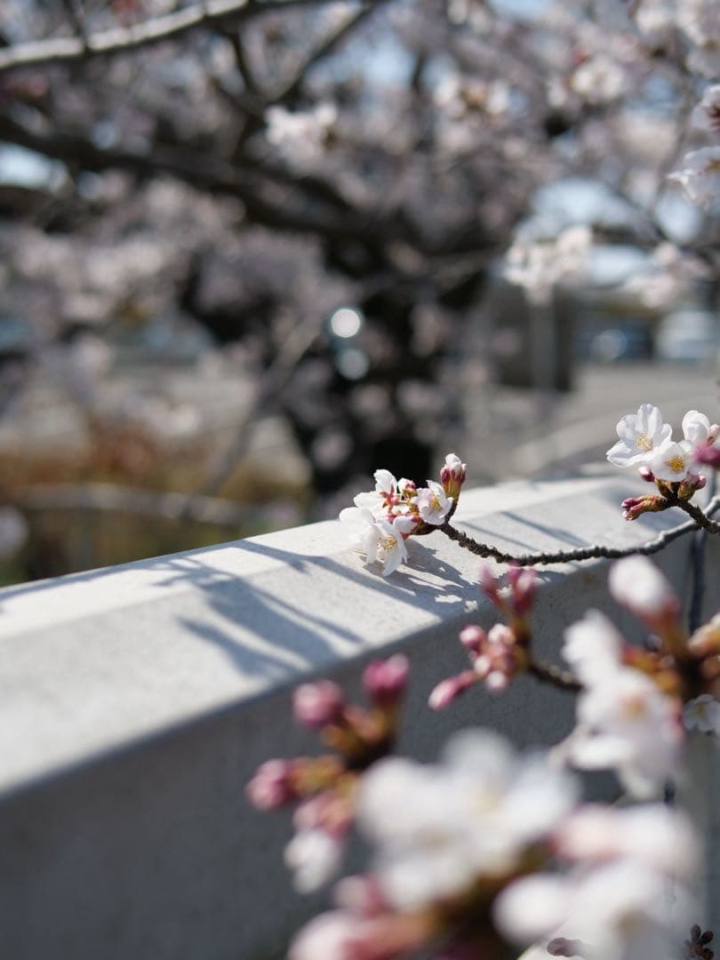 lumix g9, panasonic leicaレンズセット