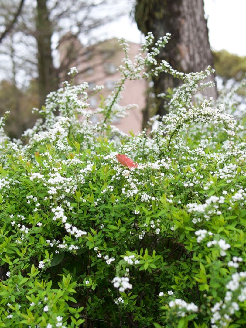 lumix g9, panasonic leicaレンズセット