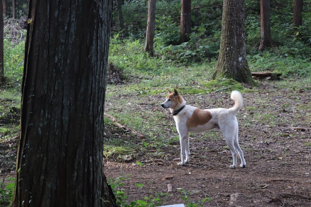 Canon EOS Kiss X9 デジタル一眼レフ