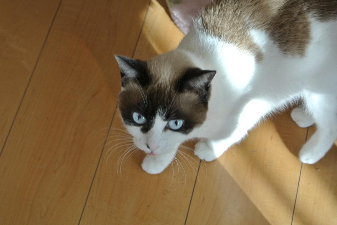 ショット数367枚　NIKON 1 J1 ダブルズームセット 　美品です