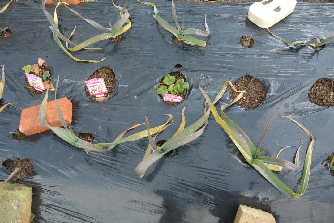 ショット数367枚　NIKON 1 J1 ダブルズームセット 　美品です